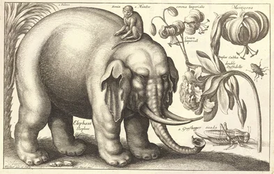 Elefant und Blumen (Zustand 2)